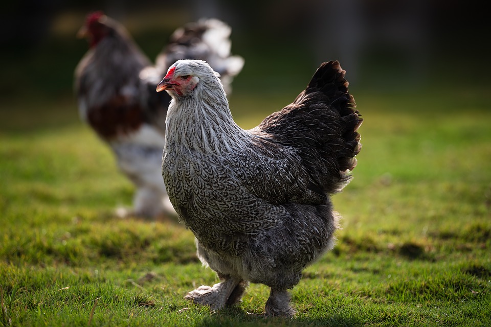 Brahma Chicken - Dream Interpretation - A Bridal Road of Ice