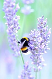 Bumble Bee - Creation of Life, Medicine Woman & Original Life Water — A QHHT Session by Laron