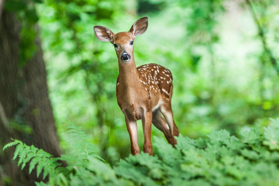 Deer - Creation of Life, Medicine Woman & Original Life Water — A QHHT Session by Laron