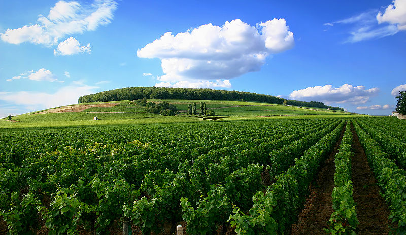 Vineyard - Cloud Cities and the Energetic Punctures of War