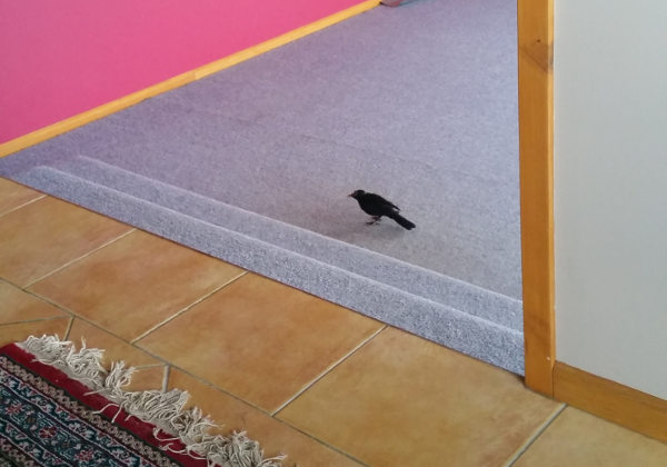A photo I took of the blackbird in the lounge.