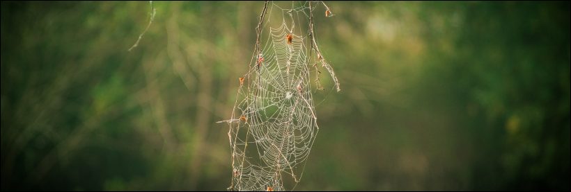 dream interpretations - laron nz